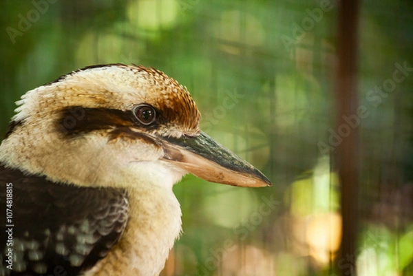 Fototapeta Kookaburra bird posing in the forest