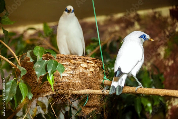 Fototapeta Two bali myna birds perching on branch near nest