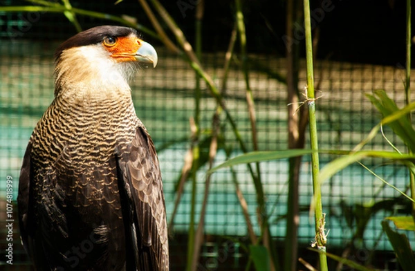 Fototapeta Crested caracara bird resting in lush green habitat