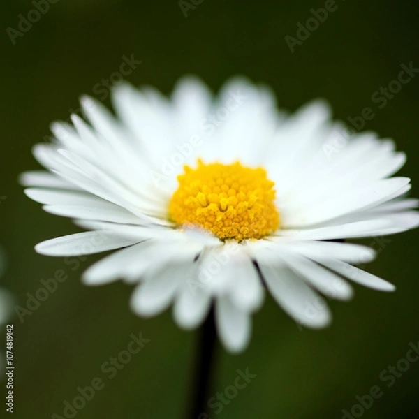 Fototapeta Closeup of a daisy ion a spring day