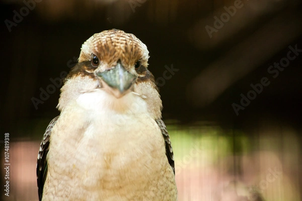 Fototapeta Laughing kookaburra posing for the camera in australia