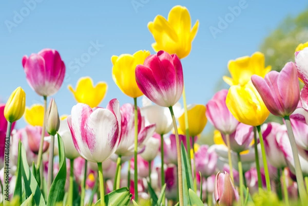 Obraz Tulip festival in Istanbul