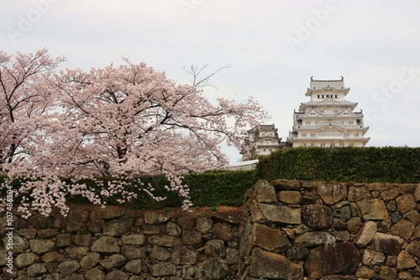 Fototapeta 姫路城