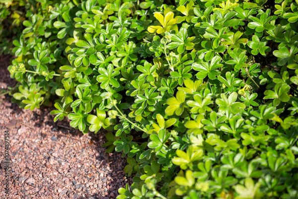 Obraz Alchemilla alpina