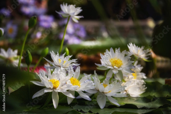 Fototapeta Nymphaea gigantea