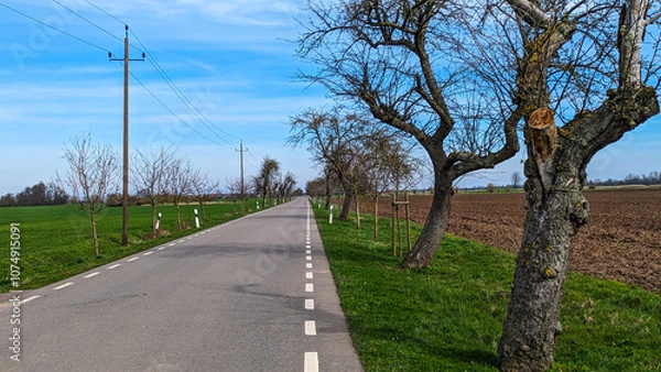 Obraz Straße mit Alleebäumen in Tangerhütte-Grieben an der Elbe