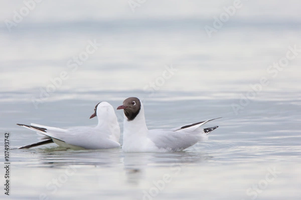 Fototapeta Lachmöwen