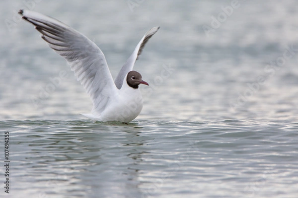 Fototapeta Lachmöwe