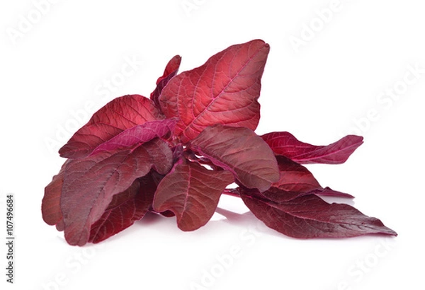 Fototapeta fresh Red spinach or red amaranth on white background
