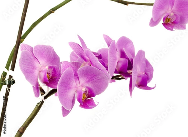 Fototapeta Pink streaked orchid flower, isolated / Streaked orchid flowers. Beautiful orchid flowers / orchid on white blackbackground / Orchids / Pink Orchid closeup
