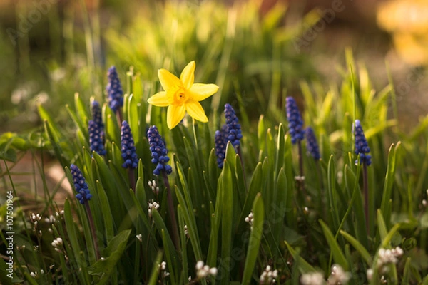 Obraz detail of flower bed with blooming yellow daffodil and blue muscari in springtime garden with sunshine
