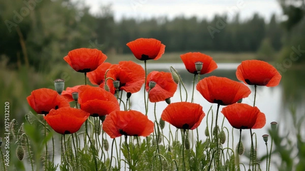 Fototapeta Majestic landscape of red poppies by serene lake, evoking tranquility