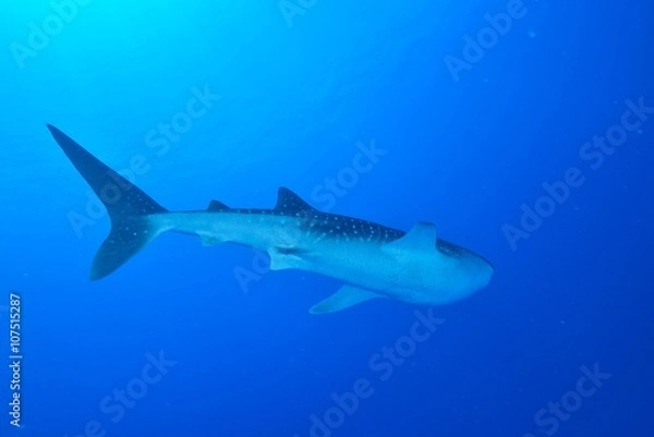 Fototapeta whale shark