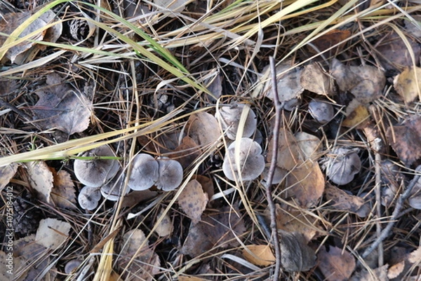 Obraz mushrooms on the ground