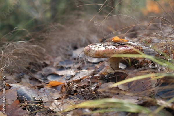 Obraz mushroom in the forest