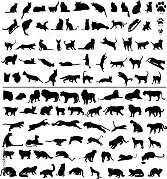 Fototapeta 100 kotów