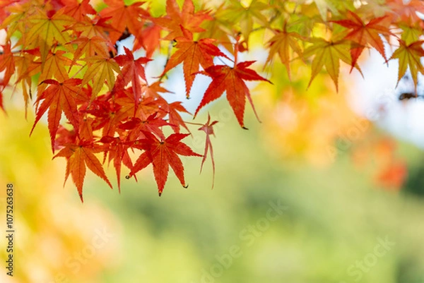 Fototapeta 鮮やかな紅葉