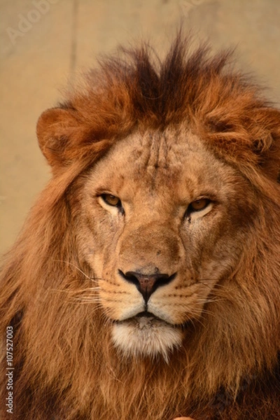 Fototapeta ライオン　かみね動物園