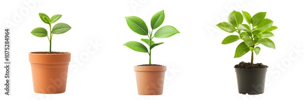 Fototapeta Three vibrant green plants in pots, showcasing natural beauty on a white isolate background. transparent background