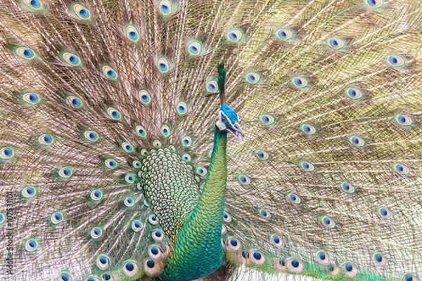 Fototapeta beautiful peacock with feathers out