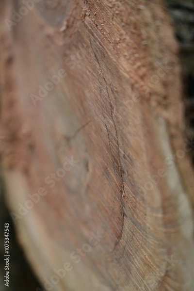 Fototapeta Side view to a tree stump. 