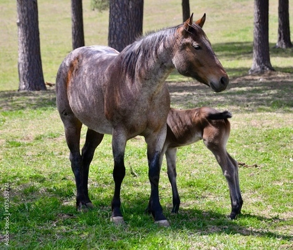 Obraz Mare and foal