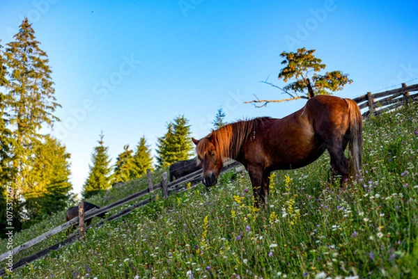 Fototapeta Horses in the mountains 