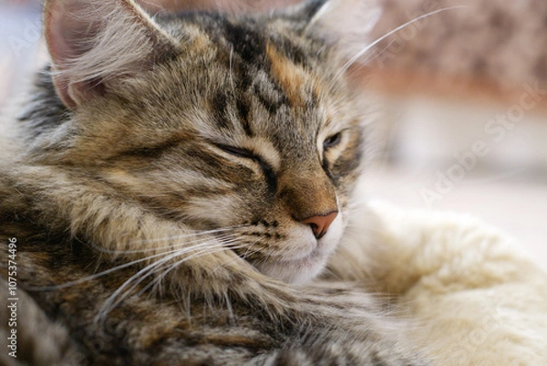 Obraz Close-up: A magnificent gray striped Maine Coon is sitting quietly, looking in different directions. A curious Cat is sniffing around. An animal at home