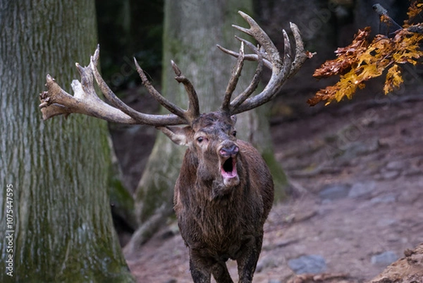 Obraz Röhrender Rothirsch im Herbstwald