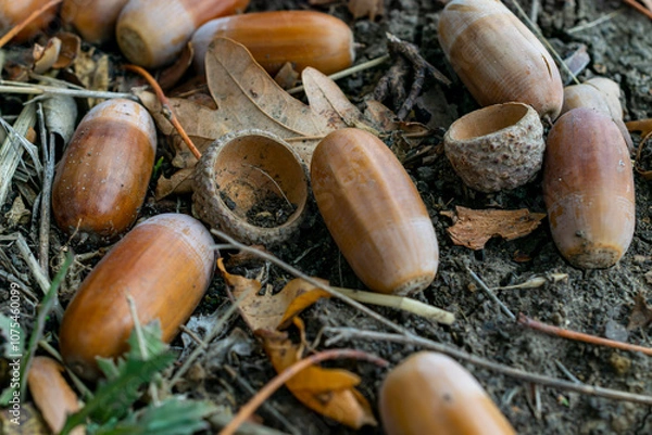 Fototapeta Acorns on the ground in the forest, autumn background