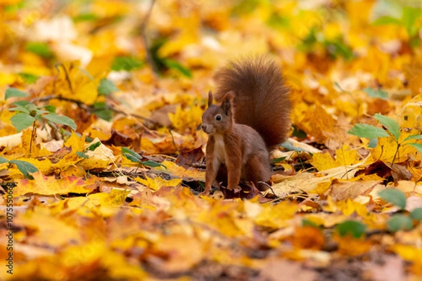 Fototapeta Rusty brown squirrel in a park with autumn colored leaves in the Czech Republic