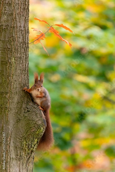 Fototapeta Rusty brown squirrel in a park with autumn colored leaves in the Czech Republic