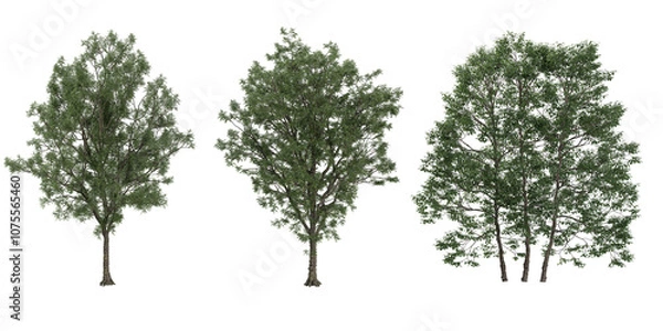 Fototapeta European ash Trees isolated on white background