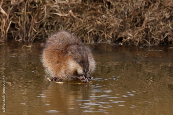 Fototapeta Muskrat. (Lat. Ondatra zibethicus)