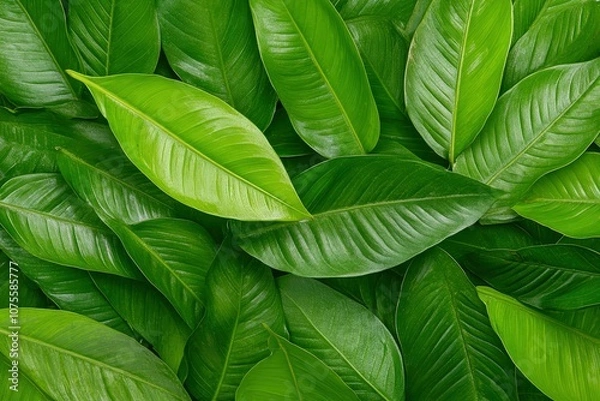Fototapeta Caper Bush or Flinders Rose or Capparis spinosa delicate flowers close-up. Beautiful simple AI generated image