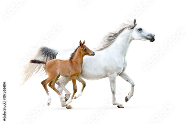 Obraz white arabian mare with chestnut foal isolated on white