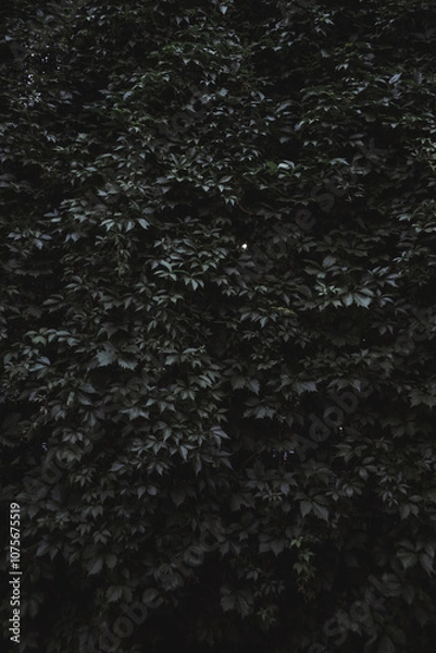 Obraz grüne Blattstruktur