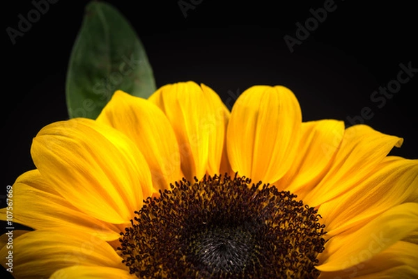 Obraz Flower, sunflower, close-up, macro.