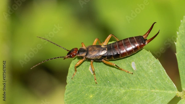 Fototapeta close-up image of an earwig on a green leaf, highlighting its unique physical features and the vibrant natural environment around it