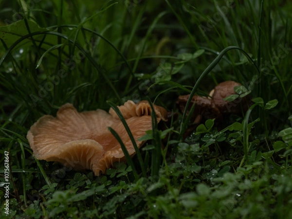 Fototapeta Mushrooms nestled in dewy grass, captured in a natural, serene setting
