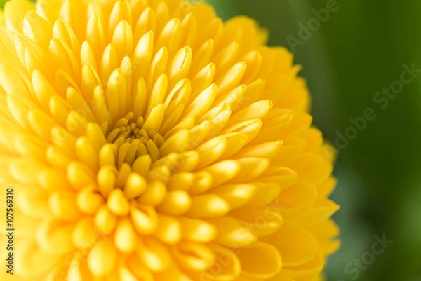 Obraz Yellow Chrysanthemum