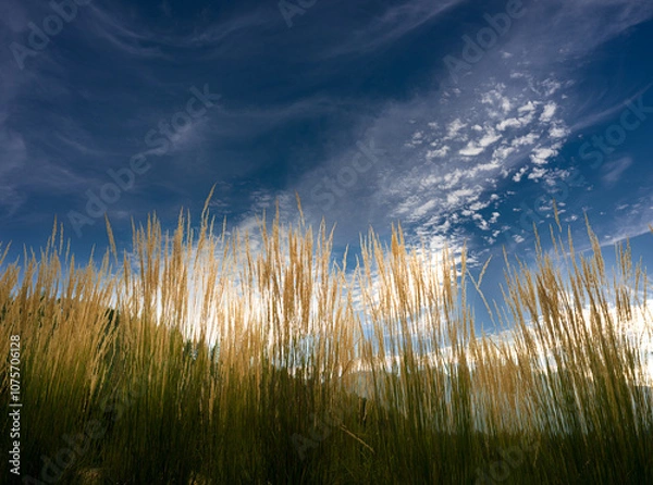 Fototapeta grass and sky