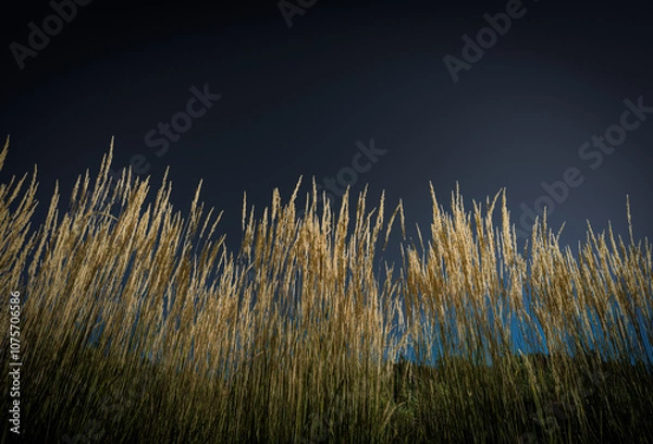 Fototapeta Autumn grasses