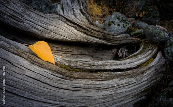 Fototapeta Aspen Leaf
