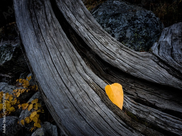 Fototapeta Aspen leaf dead tree