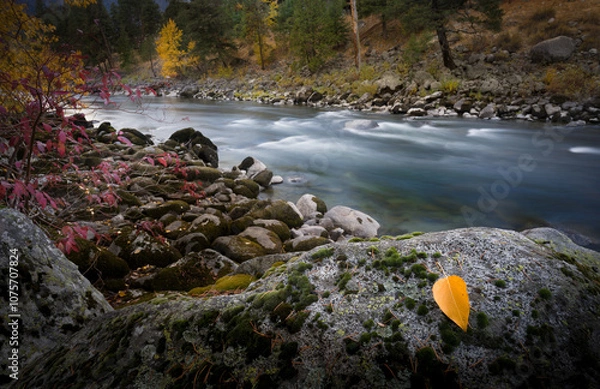 Fototapeta Aspen leaf river