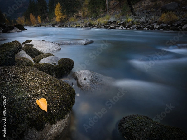 Fototapeta Aspen leaf Wenatchee river