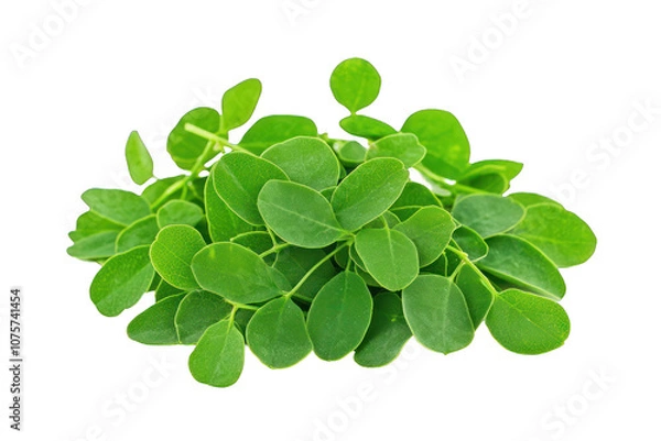 Obraz Moringa Leaves Isolated on Transparent Background 