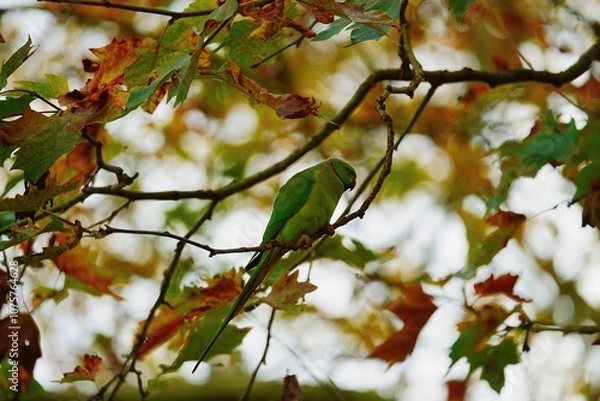 Obraz Confondus dans les couleurs