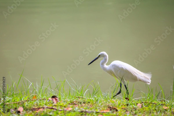 Obraz Animals in Wildlife - White Egrets. Outdoors.